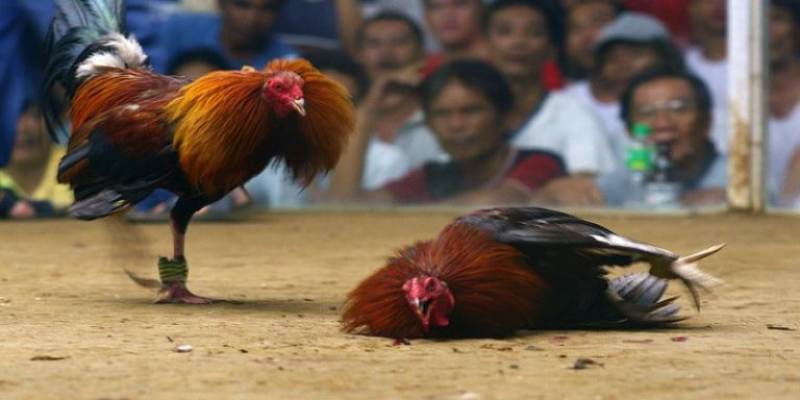 Vô vàn các phiên đấu cựa dao trong ngày